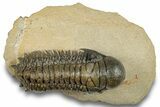 Detailed Crotalocephalina Trilobite - Atchana, Morocco #255591-3